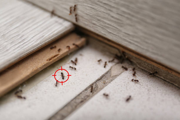 Best Ant Control Services  in Luck, WI
