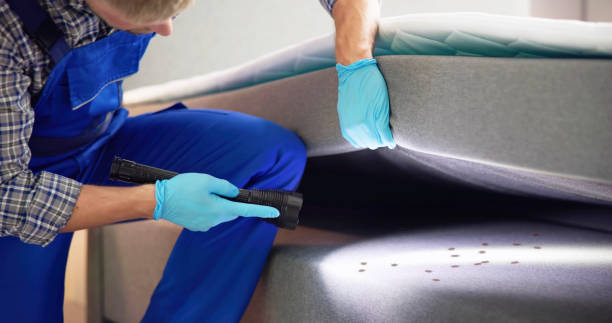 Wasp Removal Services in Luck, WI