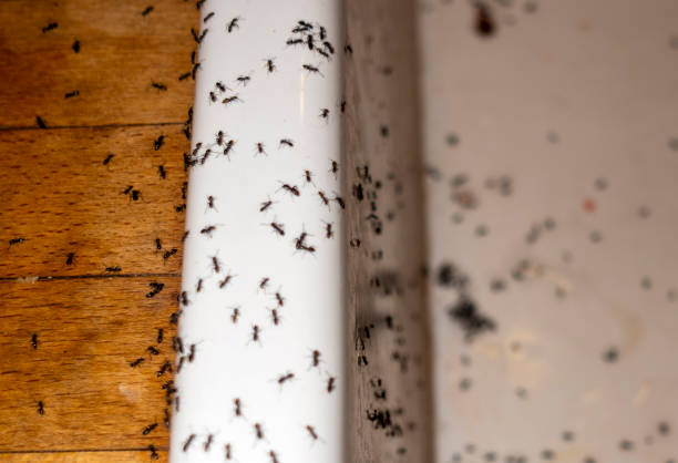 Best Emergency Pest Control  in Luck, WI