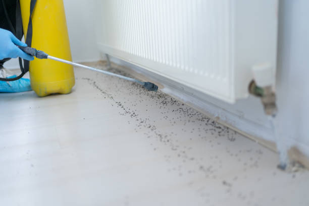 Best Affordable Pest Control Services  in Luck, WI